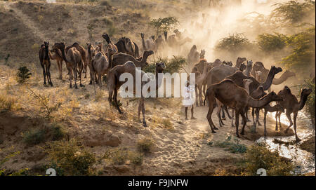 Camels on the way to Pushkar Mela at sunset, camel market, Pushkar, Rajasthan, India Stock Photo