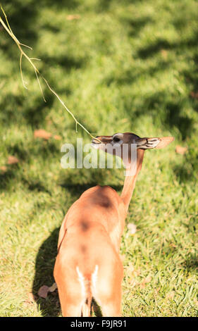 Southern gerenuk, Litocranius walleri, eat leaves off a tree Stock ...