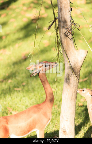 southern-gerenuk-litocranius-walleri-eat-leaves-off-a-tree-stock