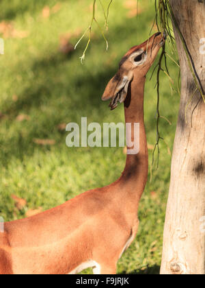 Southern gerenuk, Litocranius walleri, eat leaves off a tree Stock ...