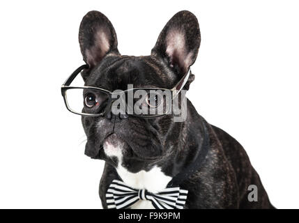 dog breed French Bulldog in glasses and a bow tie Stock Photo