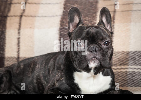 dog breed French bulldog lying on a sofa Stock Photo