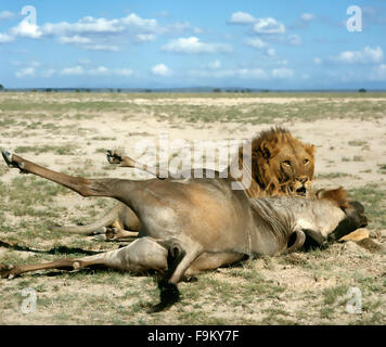 Lion with its prey, Amboseli National Park, Kenya. Stock Photo