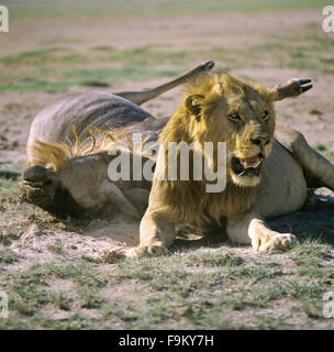 Lion with its prey, Amboseli National Park, Kenya. Stock Photo