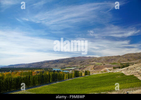 Mt Difficulty Vineyards and orchards, Bannockburn, near Cromwell, Central Otago, South Island, New Zealand Stock Photo