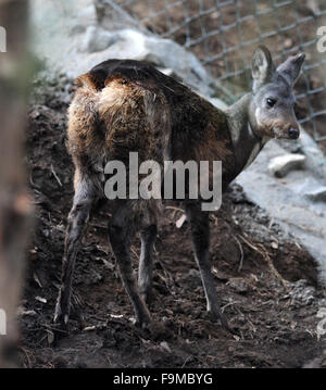 An year and a half old male of rare Siberian musk deer (Moschus moschiferus) enjoys a renovated enclosure in a zoo in Usti nad Labem, Czech Republic, December 16, 2015. The Siberian musk deer is classified as threatened, because it is hunted for its musk gland. The most striking characteristics of the Siberian musk deer are its teeth, that males grow for display instead of antlers. (CTK Photo/Libor Zavoral) Stock Photo