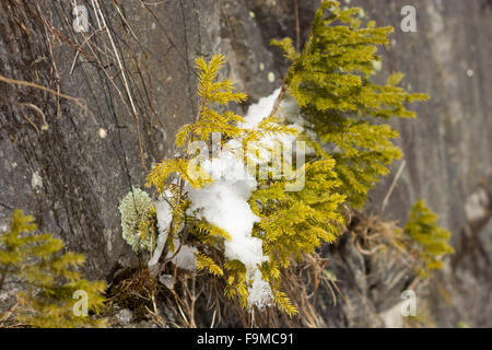 Small trees and colorful moss grow on coastal rock,melting snow. spring season in austria alps.