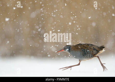Water Rail / Wasserralle ( Rallus aquaticus ) hurries over frozen covered through heavy snowfall. Stock Photo