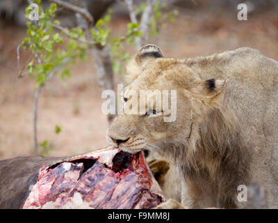 A young male lion removing the skin from a buffalo carcass to reach t the meaty part. Stock Photo