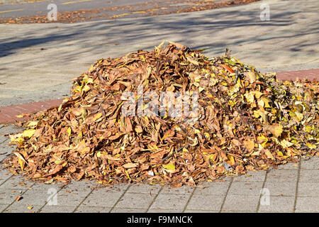 Fallen leaves on the city street in autumn Stock Photo