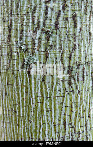 Acer tegmentosum 'White Tigress' tree bark Stock Photo