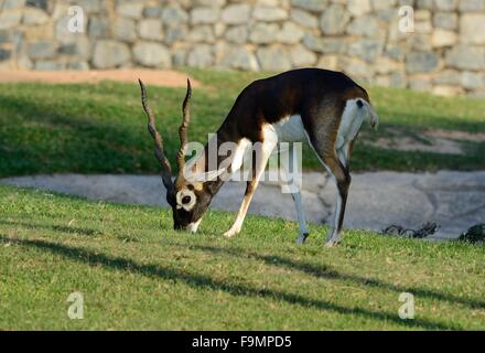 beautiful male blackbuck (Antilope cervicapra) standing on ground Stock Photo