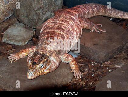 Female Argentine giant Red Tegu lizard (Tupinambis rufescens, Salvator rufescens) Stock Photo