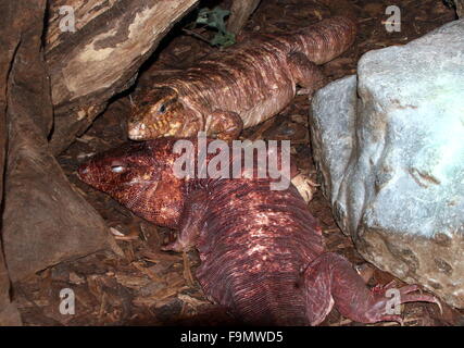 Male and female Argentine giant Red Tegu lizard (Tupinambis rufescens, Salvator rufescens) Stock Photo