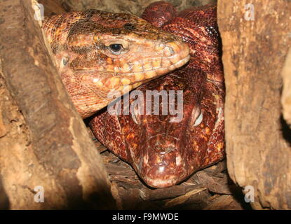 Male and female Argentine giant Red Tegu lizard (Tupinambis rufescens, Salvator rufescens) Stock Photo