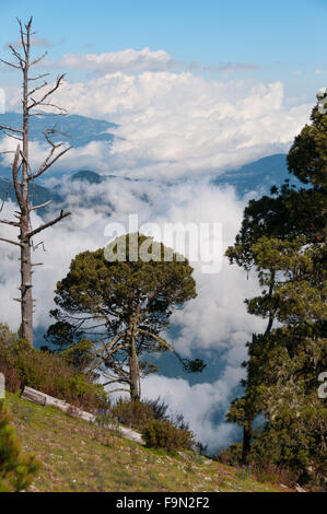 Huge Tree on Tajamulco and Big Clumps of Clouds Covering The Mountains Stock Photo