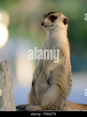 hand feeding beautiful Meerkat (Suricata suricatta) in Thai zoo Stock Photo