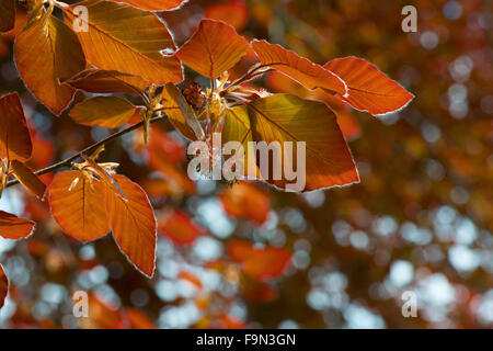 Copper beech leaves Stock Photo - Alamy