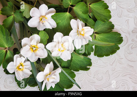 Beautiful white daffodils and green leaves. Top view closeup. Stock Photo