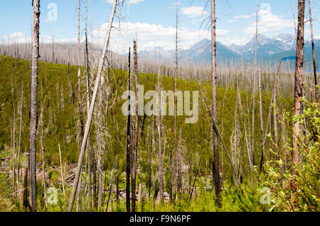 New growth appearing through remains of dead trees burnt in the Robert fire of 2003. Glacier National Park, Montana, USA. Stock Photo