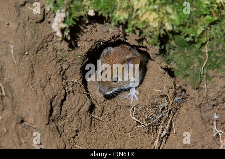 Wood mouse (Apodemus sylvaticus) head emerging from nest while leaving burrow Stock Photo