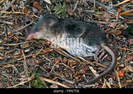 Common shrew (Sorex araneus), Forest shrews, Shrew, Shrews ...