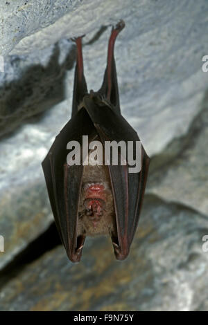 Greater horseshoe bat (Rhinolophus ferrumequinum) hibernating in cave in winter Stock Photo