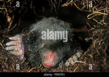 European mole / common mole (Talpa europaea) foraging underground in tunnel Stock Photo