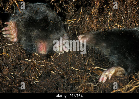 Two European moles / common mole (Talpa europaea) meeting while foraging underground in tunnel Stock Photo