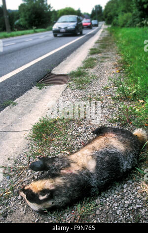 European badger (Meles meles), killed by car lying dead on roadside with cars driving by Stock Photo