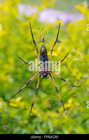 Red-legged golden orb-web spider (Nephila inaurata), large female and small male on web, Mahe Island, Seychelles Stock Photo