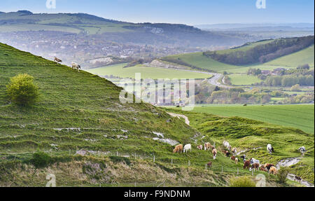 Cattle graze a steep chalk slope near Firle in the South Downs National Park Stock Photo
