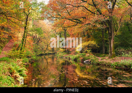 Autumn woodland along the banks of the River Teign close to Fingle Bridge, Drewsteignston, Dartmoor National Park Stock Photo