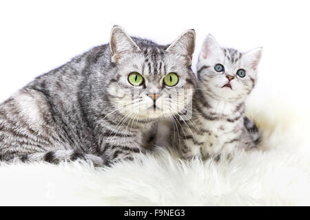 Mother british shorthair silver tabby cat sitting with young kitten isolated on white background Stock Photo