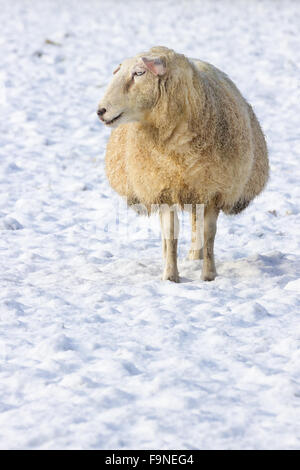 One sheep standing in meadow with snow in winter season Stock Photo