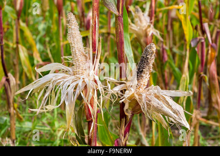 Agricultural damage corncobs by birds in corn field Stock Photo