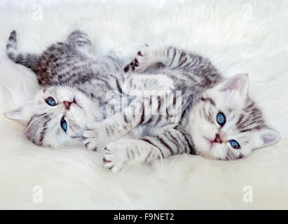 Two young british shorthair black silver tabby spotted kittens lying on sheep skin playing together Stock Photo