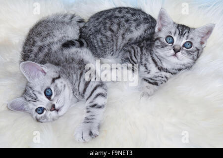Two young black silver tabby cats lying lazy together on sheepskin Stock Photo