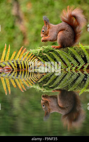 Red squirrel eating at a pool with ferns and its reflection in the water Stock Photo
