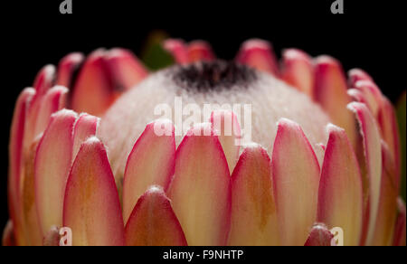 Pink protea flower isolated on black background Stock Photo