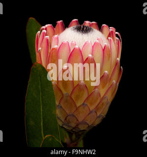 Pink protea flower isolated on black background Stock Photo