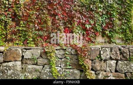 Parthenocissus quinquefolia, Virginia creeper, Victoria creeper, five-leaved ivy, or five-finger, growing on stone wall Stock Photo