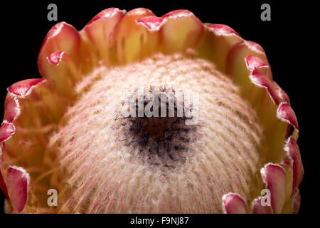 Pink protea flower isolated on black background Stock Photo