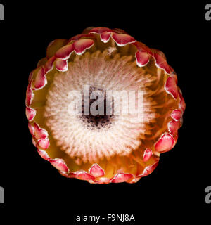 Pink protea flower isolated on black background Stock Photo