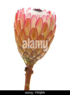 Pink protea flower isolated on white background Stock Photo