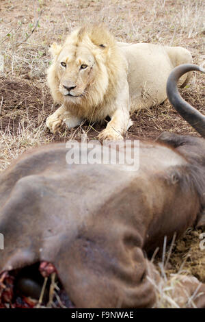 A male lion (panthera leo) guarding a buffalo carcass in the Greater Kruger National Park in South Africa Stock Photo