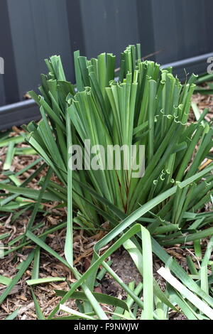 Australian native green lomandra longifolia tanika grass or basket ...