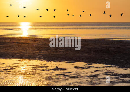 Silhouettes of flock of geese flying across orange sky at sunset above ocean water, Victoria, Australia Stock Photo