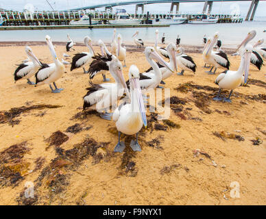 Many pelicans on the beach of San Remo, Victoria, Australia Stock Photo