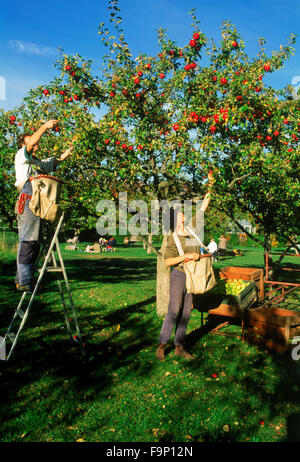 Young man and woman picking apples from tree on farm near Stockholm during annual harvest season Stock Photo